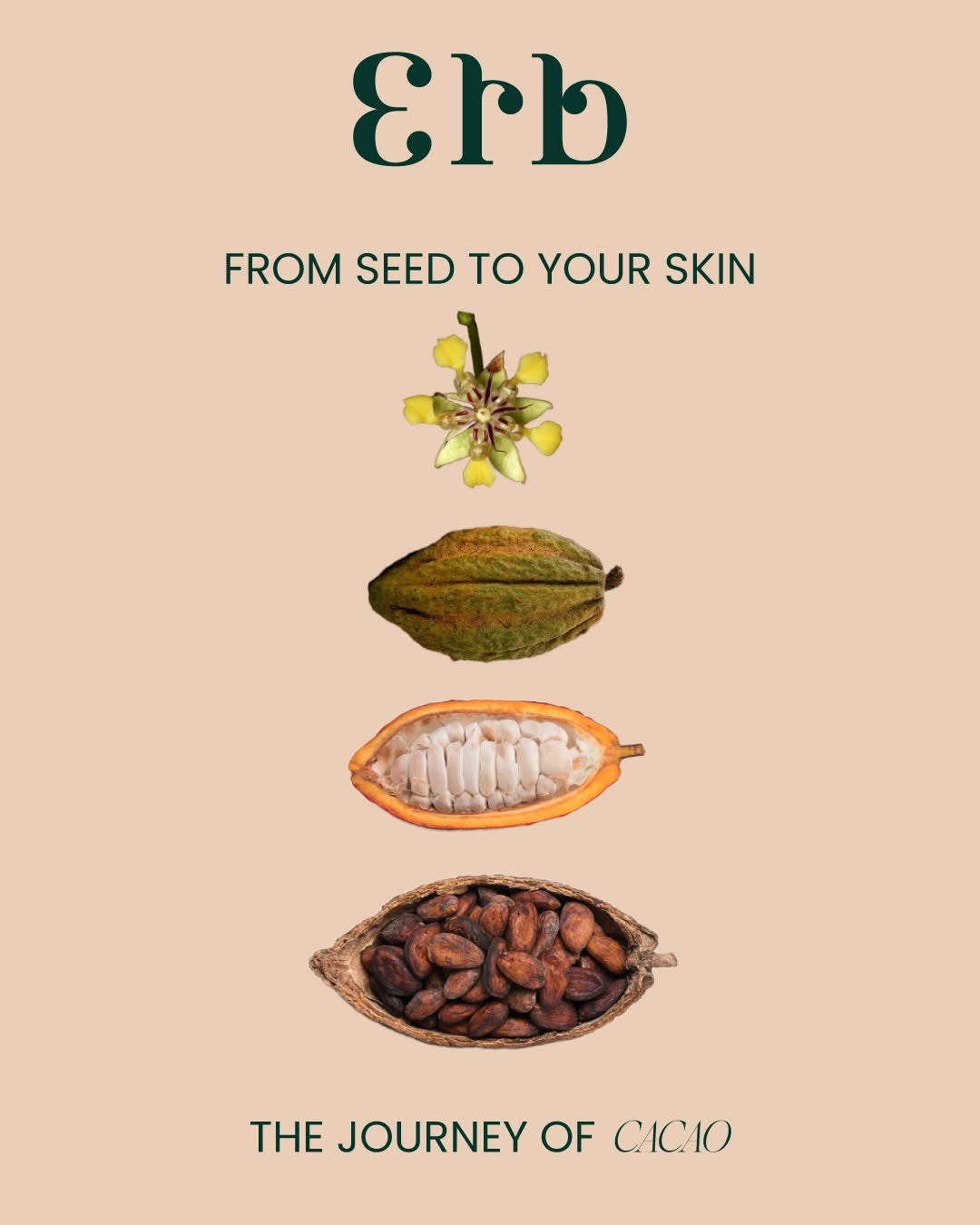 By All Beans Sun Shield Body Oil